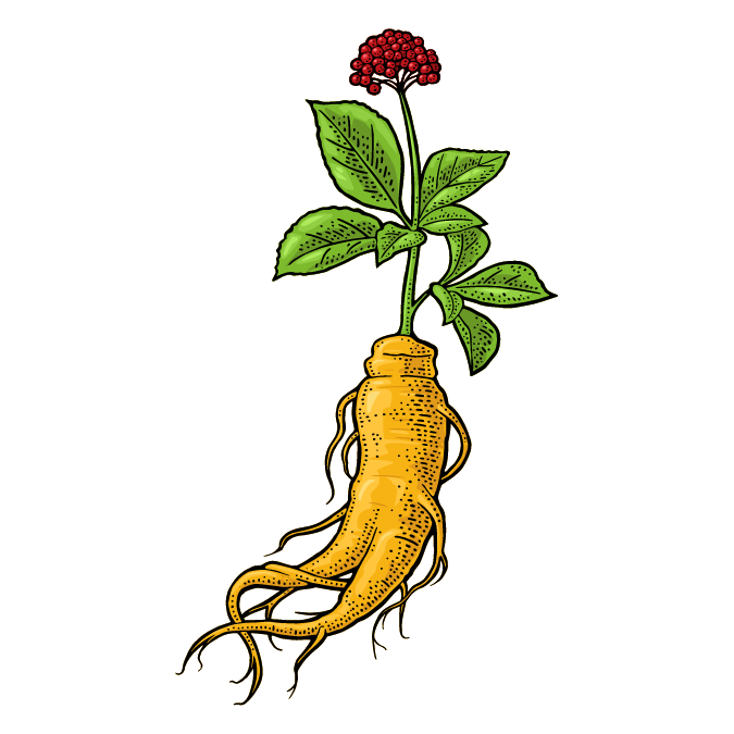 Ginseng Panax